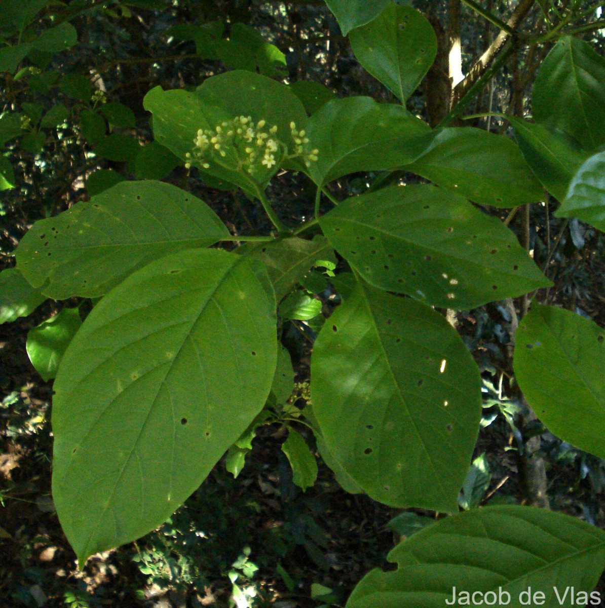 Mappia nimmoniana (J.Graham) Byng & Stull